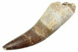 Fossil Plesiosaur (Zarafasaura) Tooth - Morocco #370244-1